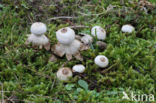 Heideaardster (Geastrum schmidelii)