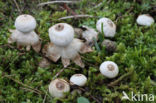 Heideaardster (Geastrum schmidelii)