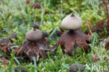 Heideaardster (Geastrum schmidelii)