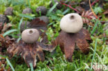 Heideaardster (Geastrum schmidelii)