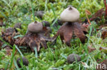 Heideaardster (Geastrum schmidelii)