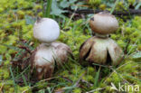 Geastrum schmidelii