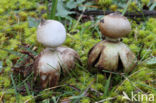 Heideaardster (Geastrum schmidelii)