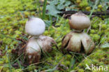 Heideaardster (Geastrum schmidelii)