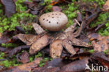 Peperbus (Myriostoma coliforme)