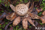 Peperbus (Myriostoma coliforme)