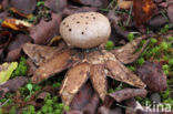 Peperbus (Myriostoma coliforme)