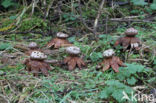 Peperbus (Myriostoma coliforme)