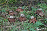 Peperbus (Myriostoma coliforme)