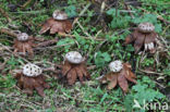 Peperbus (Myriostoma coliforme)