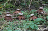 Peperbus (Myriostoma coliforme)