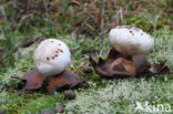 Peperbus (Myriostoma coliforme)