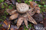 Myriostoma coliforme