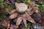 Peperbus (Myriostoma coliforme)