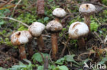 Ruwstelige stuifbal (Tulostoma fimbriatum)