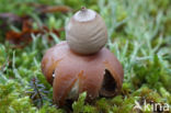 Viltige aardster (Geastrum saccatum)