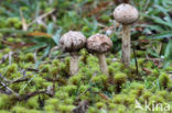 Gesteelde stuifbal (Tulostoma brumale)