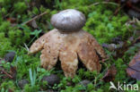 Earthstar (Geastrum coronatum)