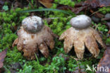 Earthstar (Geastrum coronatum)