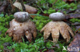 Earthstar (Geastrum coronatum)