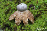 Earthstar (Geastrum coronatum)