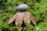 Earthstar (Geastrum coronatum)