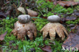 Earthstar (Geastrum coronatum)