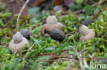 Geastrum elegans