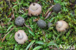 Bruine aardster (Geastrum elegans)