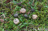 Bruine aardster (Geastrum elegans)