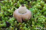 Bruine aardster (Geastrum elegans)