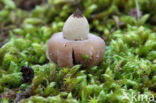 Geastrum elegans