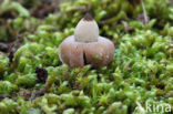 Geastrum elegans