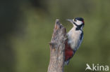 Grote Bonte Specht (Dendrocopos major)