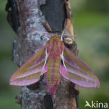 Elephant Hawk-moth (Deilephila elpenor)