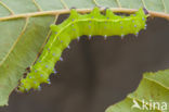 Giant Peacock moth (Saturnia pyri)