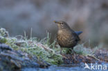 Merel (Turdus merula)