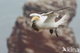 Northern Gannet (Morus bassanus)