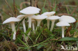 Snowy Waxcap (Hygrocybe virginea)