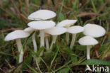 Snowy Waxcap (Hygrocybe virginea)