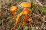 Hygrocybe insipida