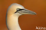 Northern Gannet (Morus bassanus)