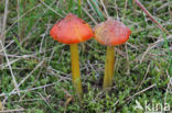 Duinwasplaat (Hygrocybe conicoides)