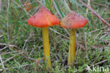 Duinwasplaat (Hygrocybe conicoides)