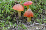 Duinwasplaat (Hygrocybe conicoides)