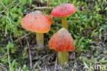 Duinwasplaat (Hygrocybe conicoides)