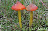 Duinwasplaat (Hygrocybe conicoides)