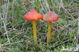 Hygrocybe conicoides