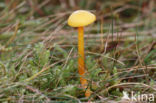 Kabouterwasplaat (Hygrocybe insipida)