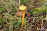 Kabouterwasplaat (Hygrocybe insipida)